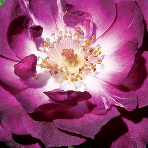 Интернет-Магазин Растений - Poзa Векуибайпур - лилово-белая - Миниатюрные розы лилипуты  - роза с интенсивным запахом - Том Кэррут - Роза с неповторимой расцветкой хорошо смотрится на садовых клумбах, но, посаженная в горшки, прекрасно подходит для украшения террас.